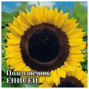 Подсолнечник Енисей