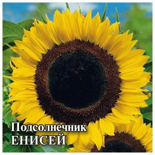 Подсолнечник Енисей