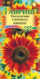Подсолнечник Глориоза Ивнинг