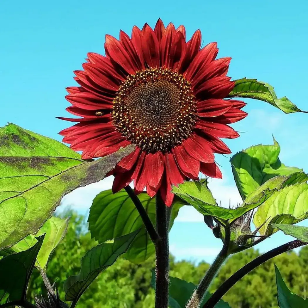 Подсолнечник Малиновая королева