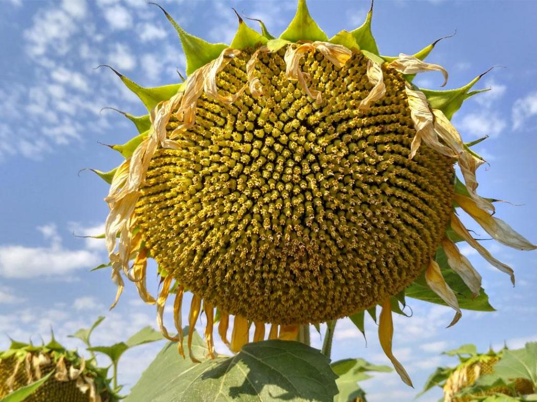 Подсолнечник Марица 2