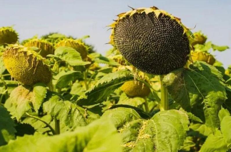 Подсолнечник Марица 4