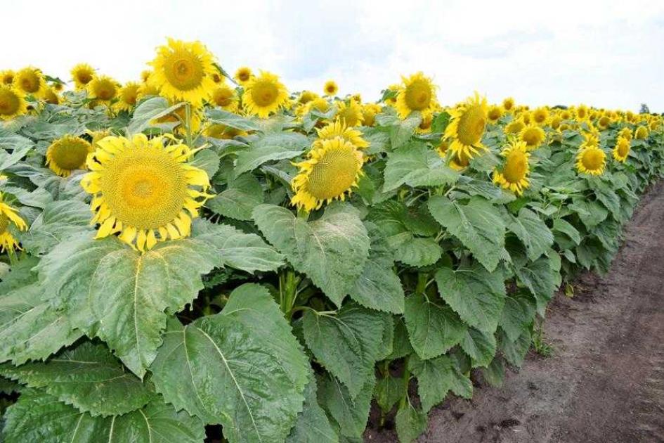 Подсолнечник Марица