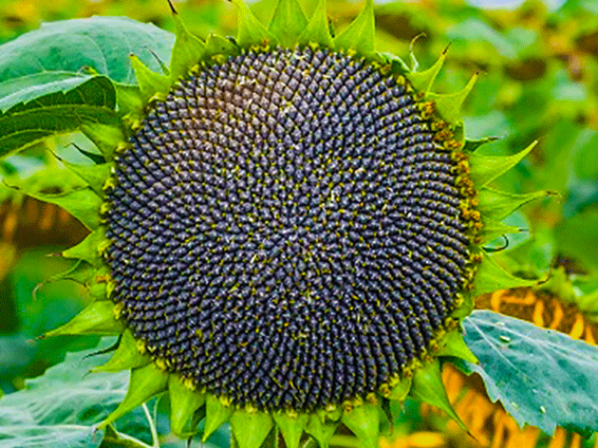 Подсолнечник Марица 3