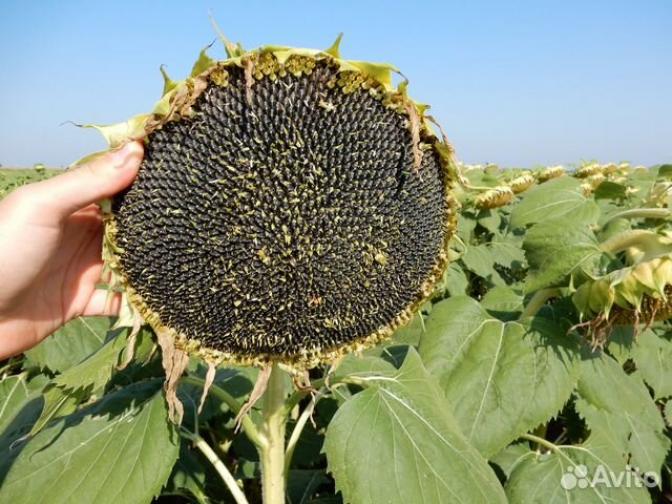 Подсолнечник МАС 83 СУ 2