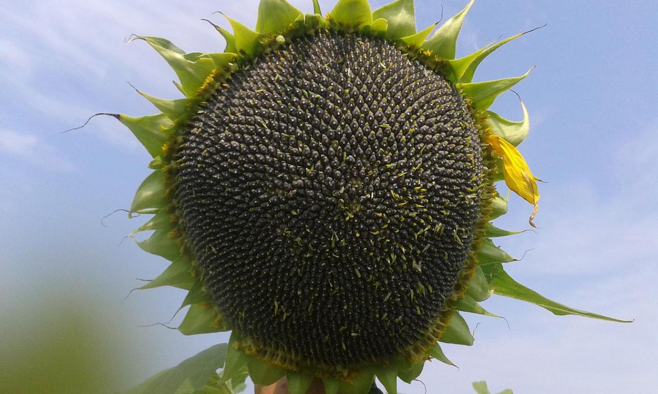 Подсолнечник МАС 83 СУ 3