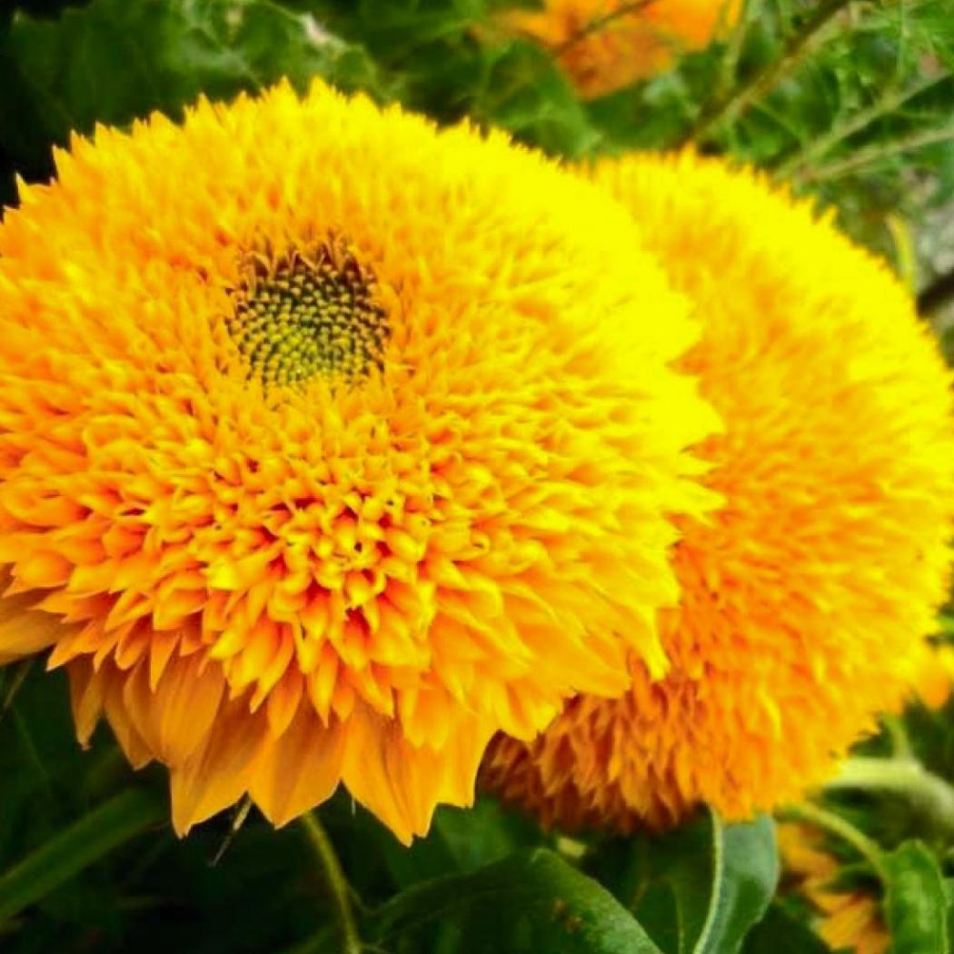 Подсолнечник Медвежонок Тедди 2