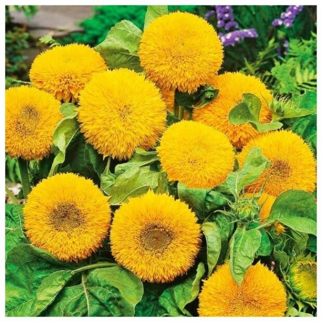 Подсолнечник Медвежонок Тедди 3