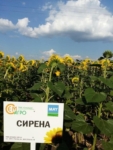 Вопрос про Подсолнечник МС Сирена