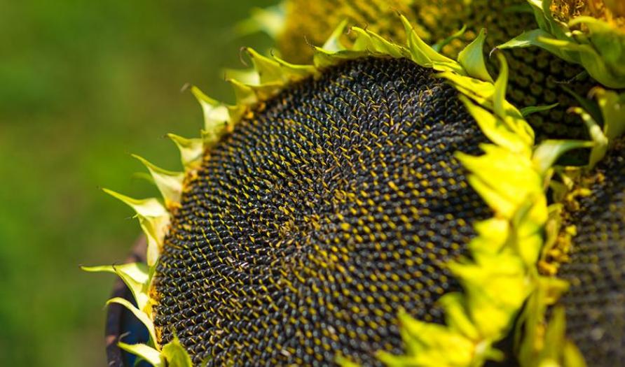 Подсолнечник НК Роки 2