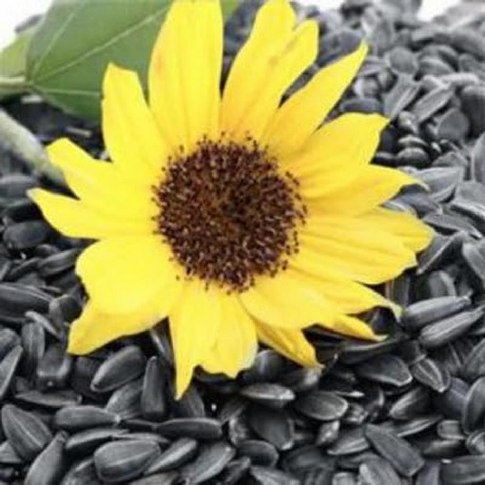 Подсолнечник НК Роки 3