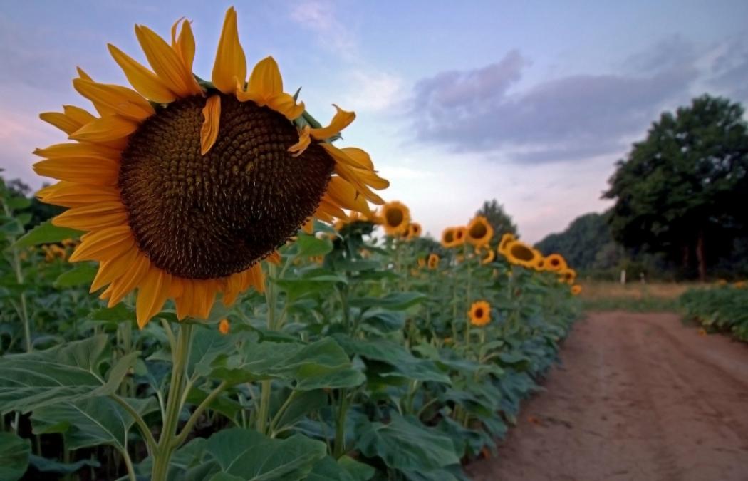 Подсолнечник НК Роки