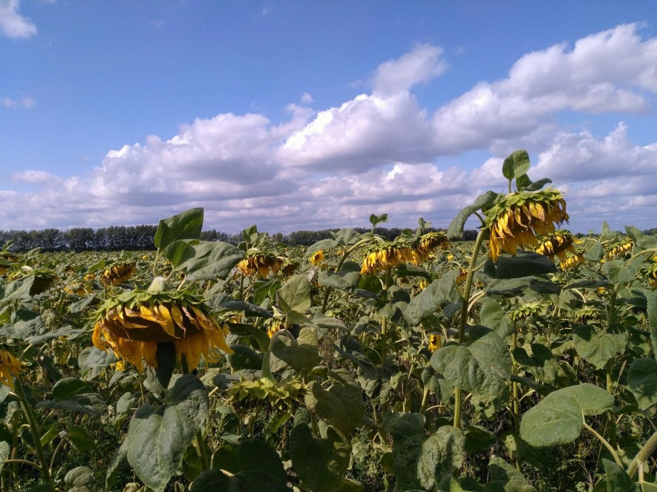 Подсолнечник НСХ 6006