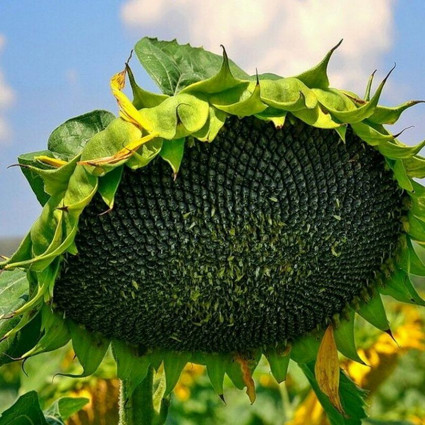 Подсолнечник НСХ 6007 2