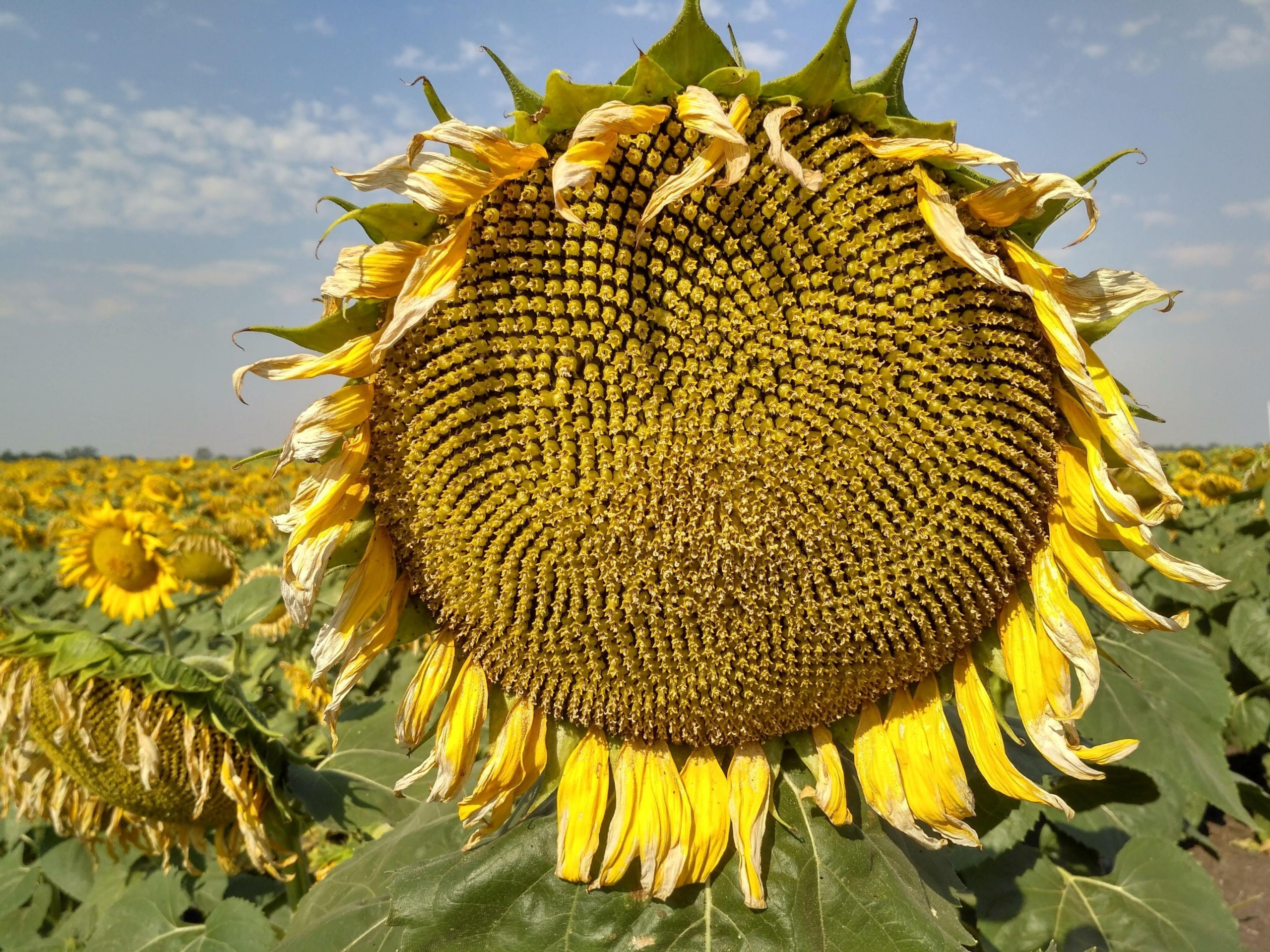 Подсолнечник НСХ 6007 3