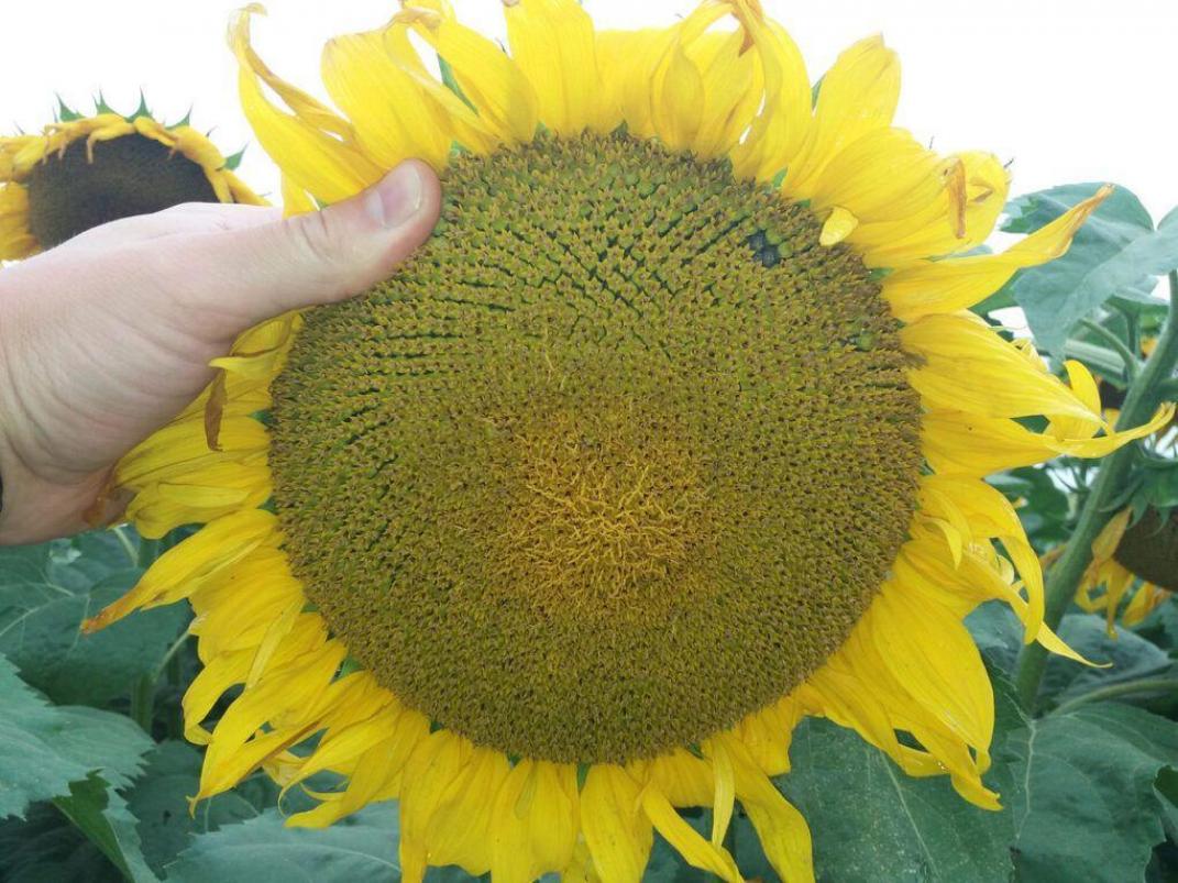 Подсолнечник НСХ 6007