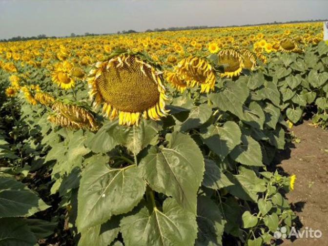 Подсолнечник НСХ 6008 2