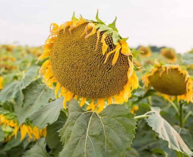 Подсолнечник НСX 6012 2