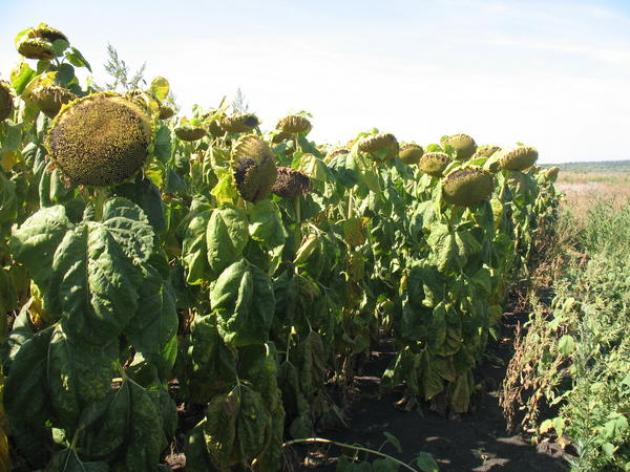 Подсолнечник НСX 6012 3