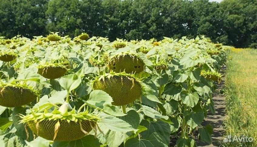 Подсолнечник НСX 6012