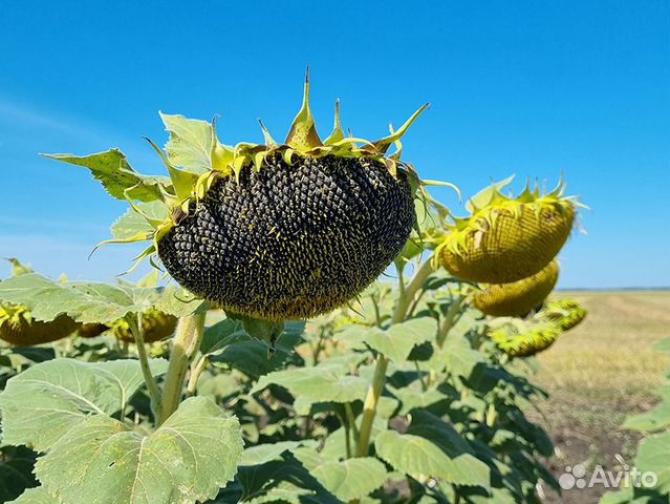 Подсолнечник Оазис КЛП 2