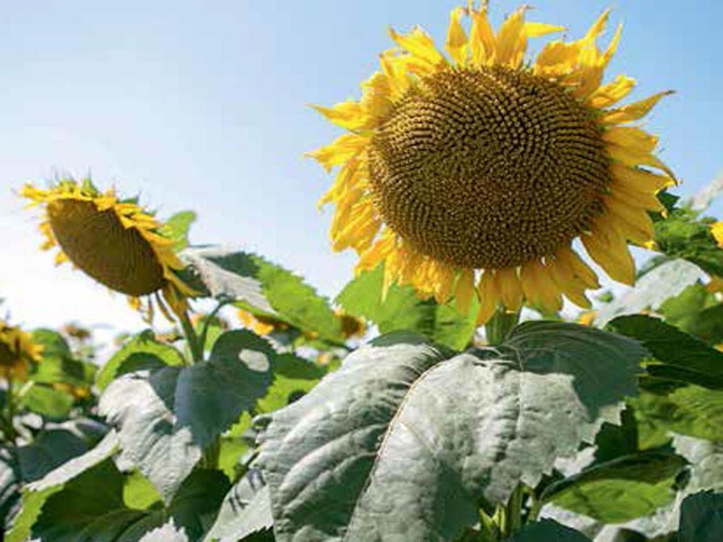 Подсолнечник Оазис КЛП 3