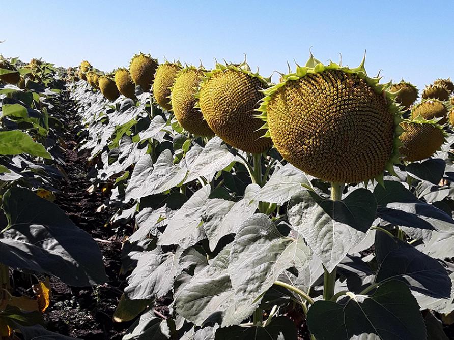Подсолнечник Оазис КЛП