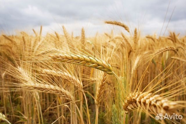 Пшеница Дон 107 2