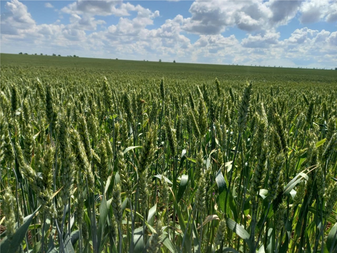 Пшеница Еланчик 2