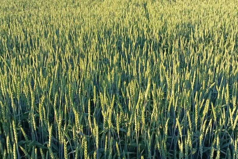 Пшеница Еланчик 3