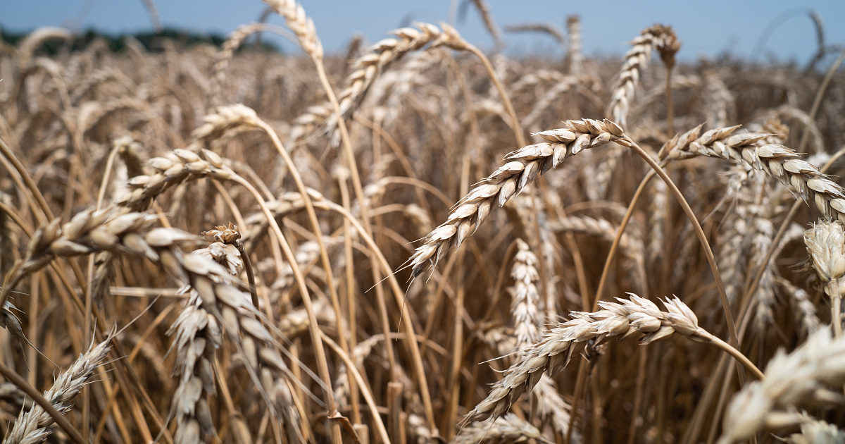 Пшеница Еланчик