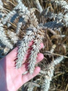 Пшеница Ермоловка