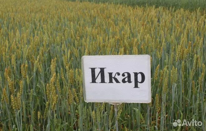 Пшеница Икар