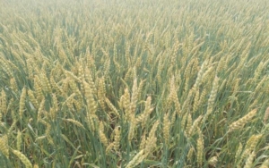 Пшеница Ирень