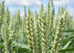 Пшеница Канюк