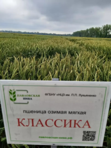 Пшеница Классика