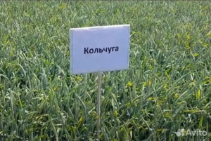 Пшеница Кольчуга