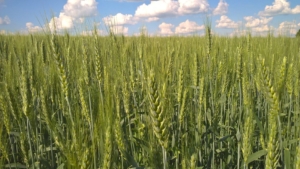 Пшеница Корнетто