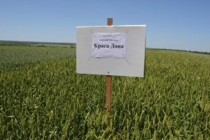 Пшеница Краса Дона