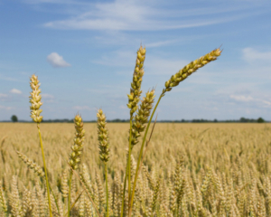 Пшеница Кубань