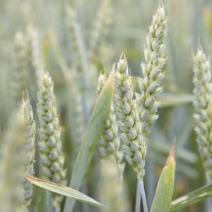 Пшеница КВС Аквилон