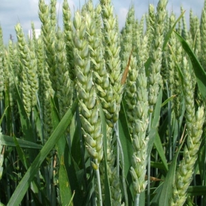 Пшеница КВС Буран
