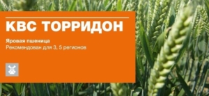 Пшеница КВС Торридон