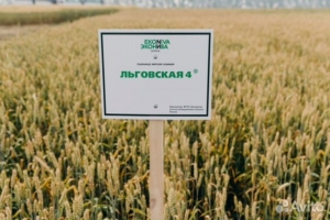Пшеница Льговская 4