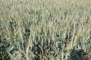 Пшеница Лидер 80