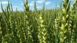 Пшеница Ликамеро