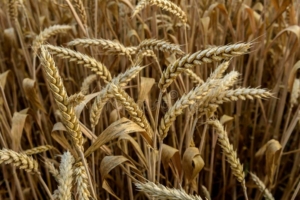 Пшеница Любава
