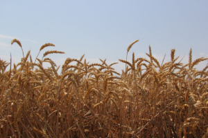 Пшеница Мера