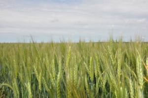 Пшеница Московская 39