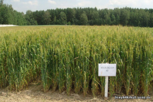 Пшеница Московская 40